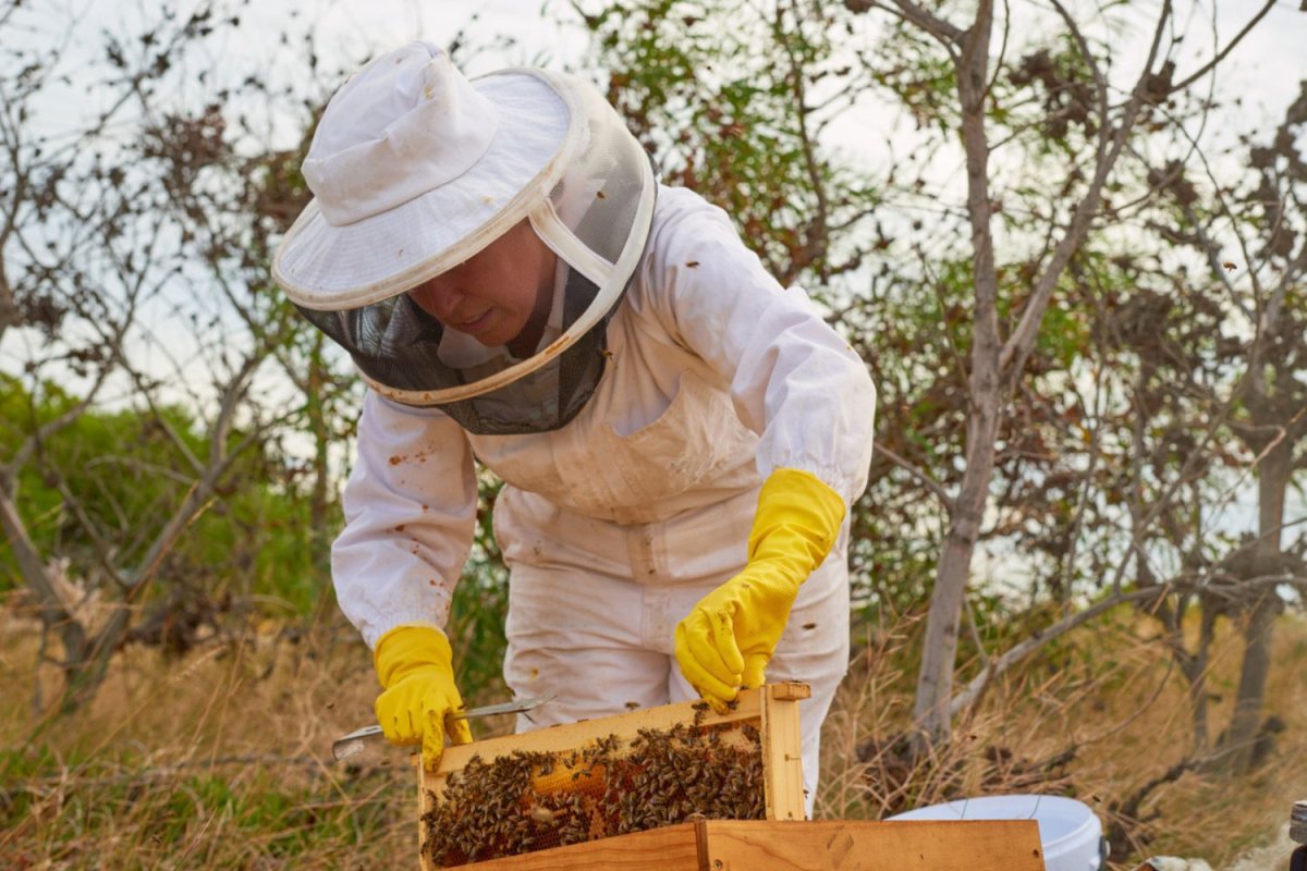 How Much Does Bee Removal Cost