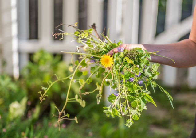 lawn weeds woman in garden holding handful of weeds dandelion