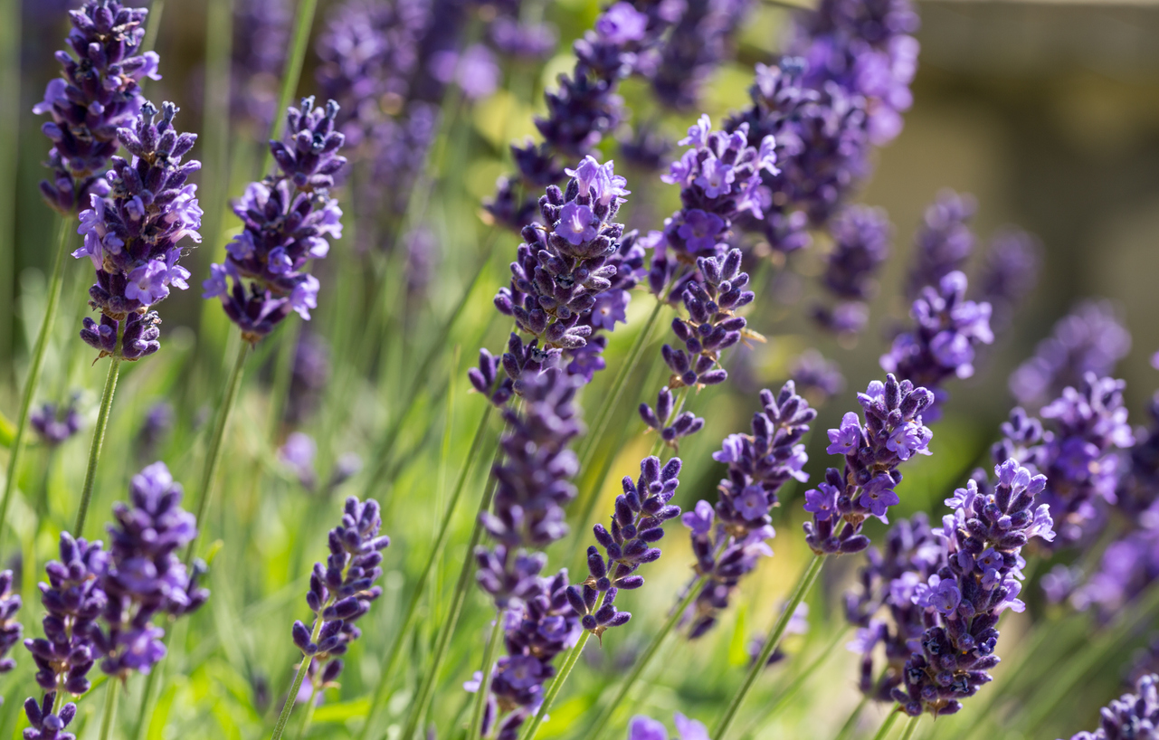 iStock-1140984793 pest proof garden close up of lavendar plants