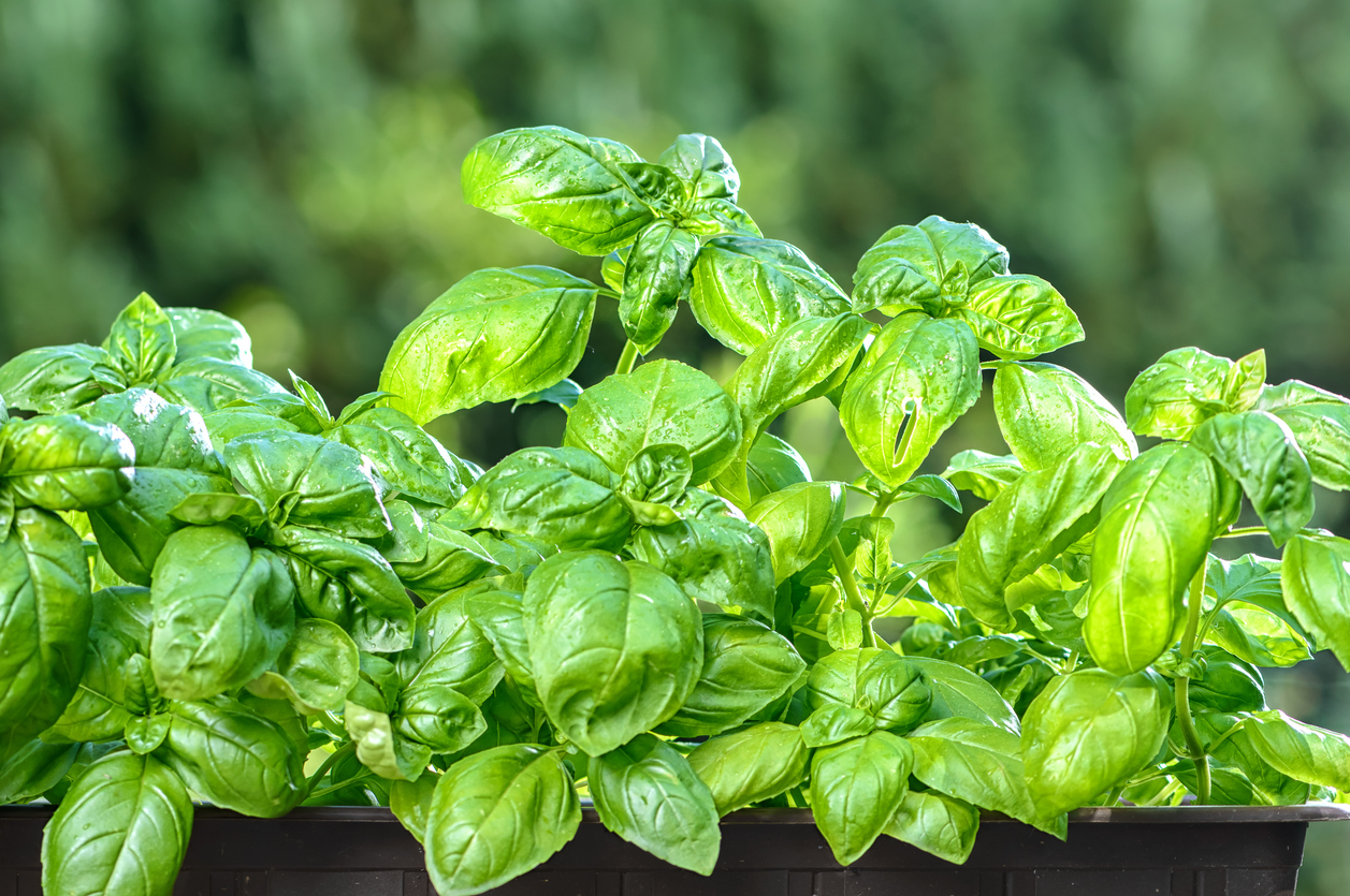 iStock-1263676028 pest proof garden basil plant