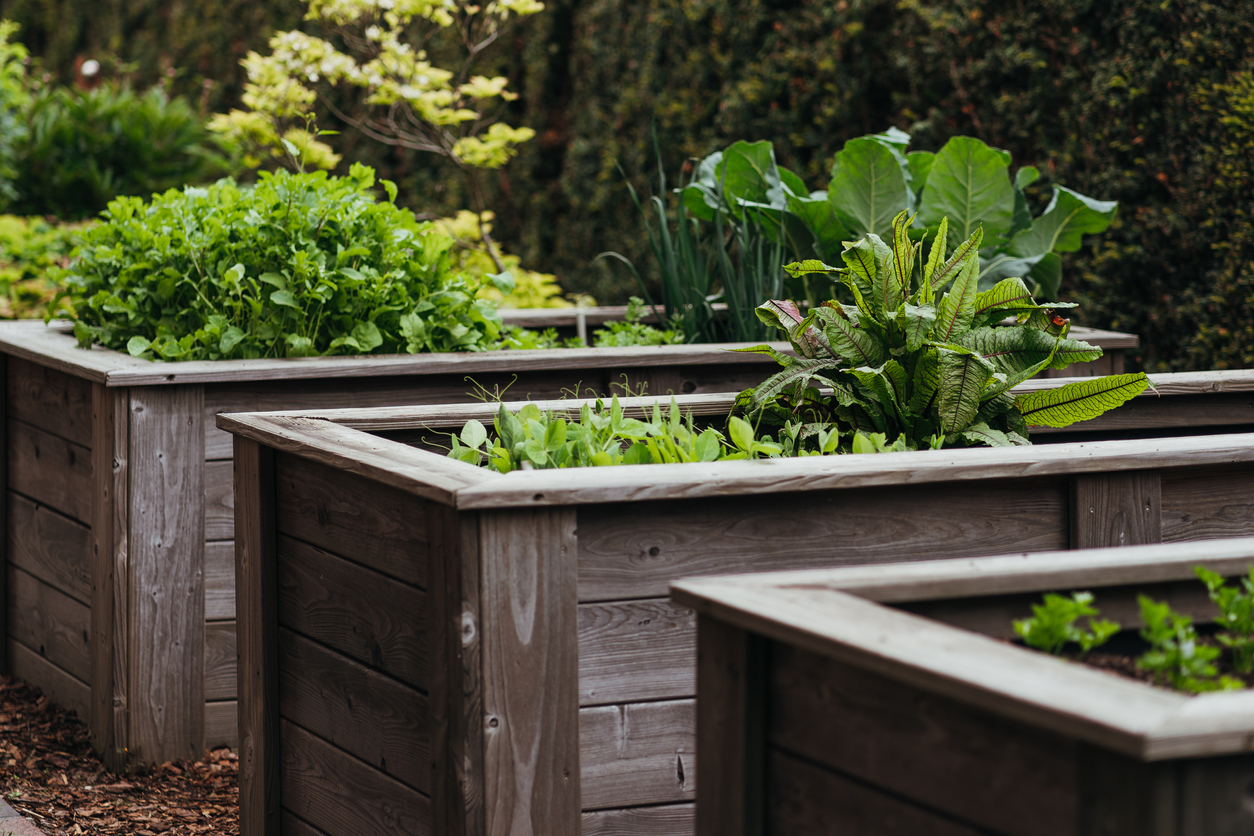 iStock-1320956523 high altitude gardening various vegetables in raised bed