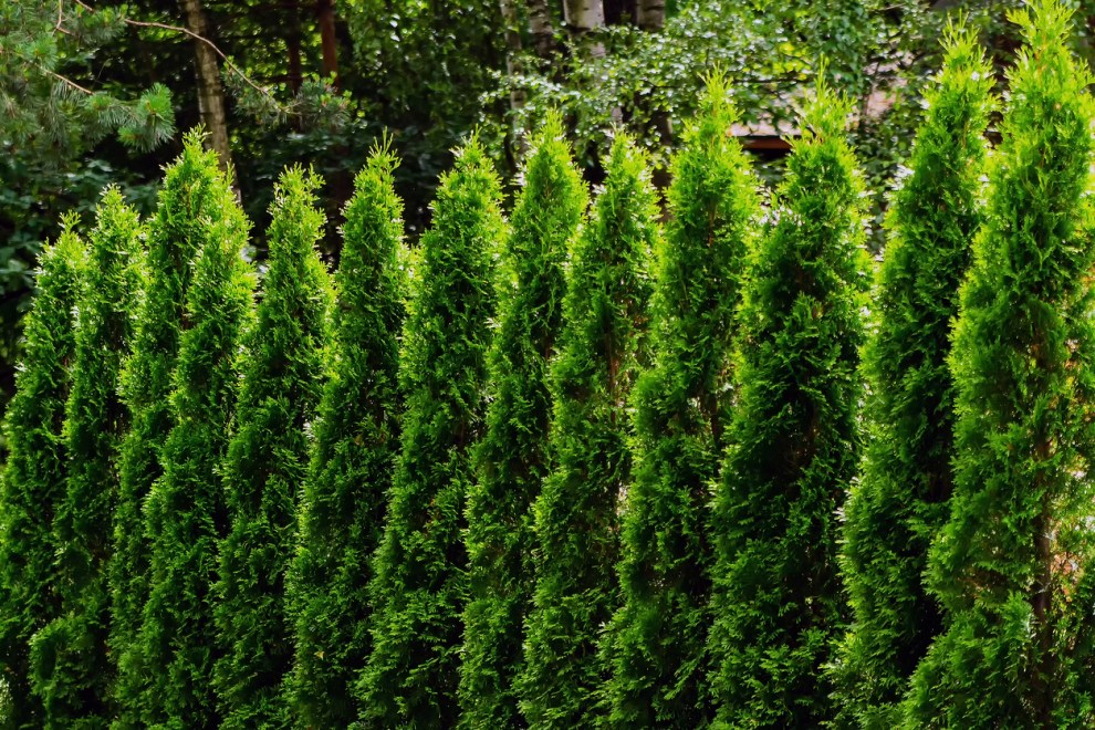 The 12 Best Trees for Front Yard Landscaping - Bob Vila