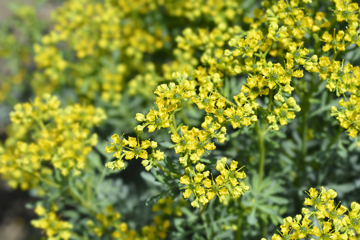 iStock-1356581640 pest proof garden common rue