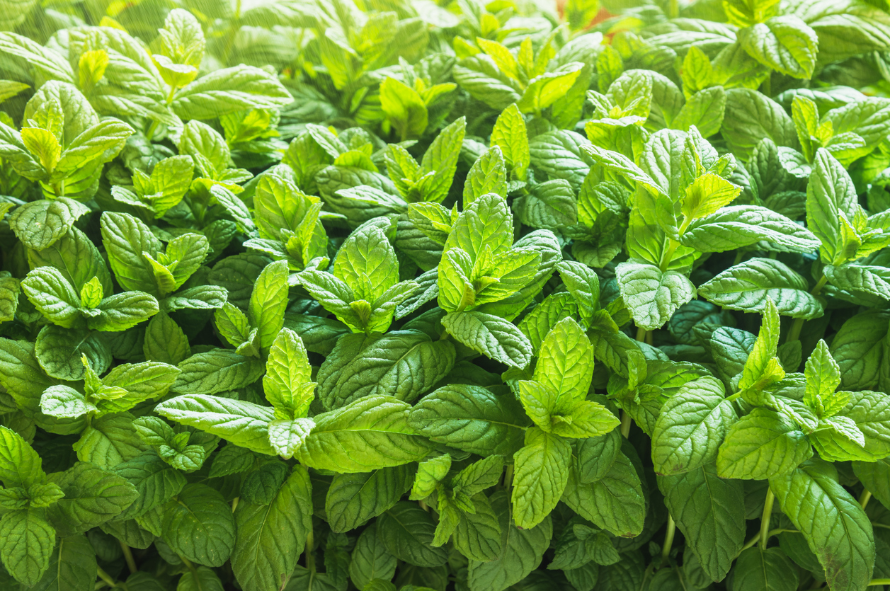 iStock-1387131719 pest proof garden peppermint plant