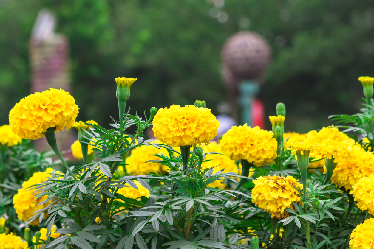 iStock-1403236801 pest proof garden marigold plants