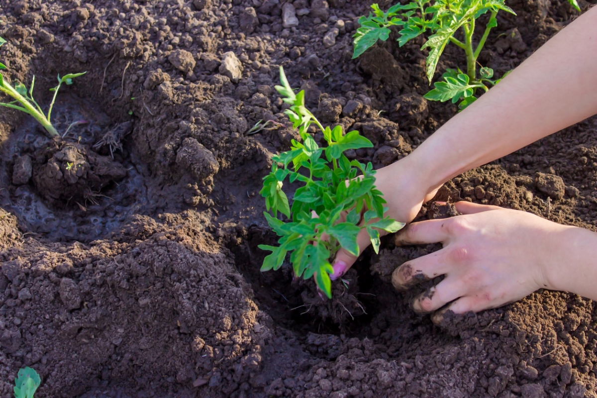 gardening mistakes that are killing your plants - hands planting tomato seedling