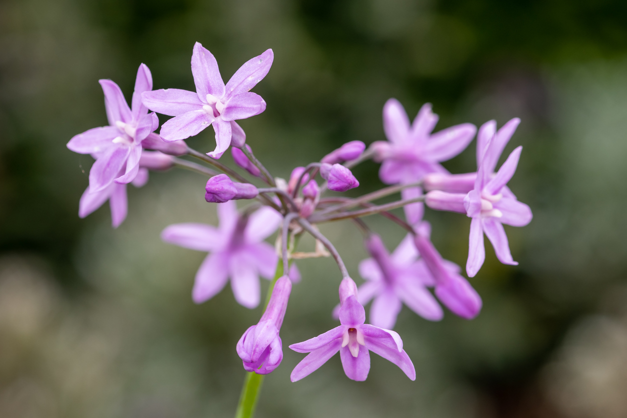 iStock-1474905837 pest proof garden society garlic flowers