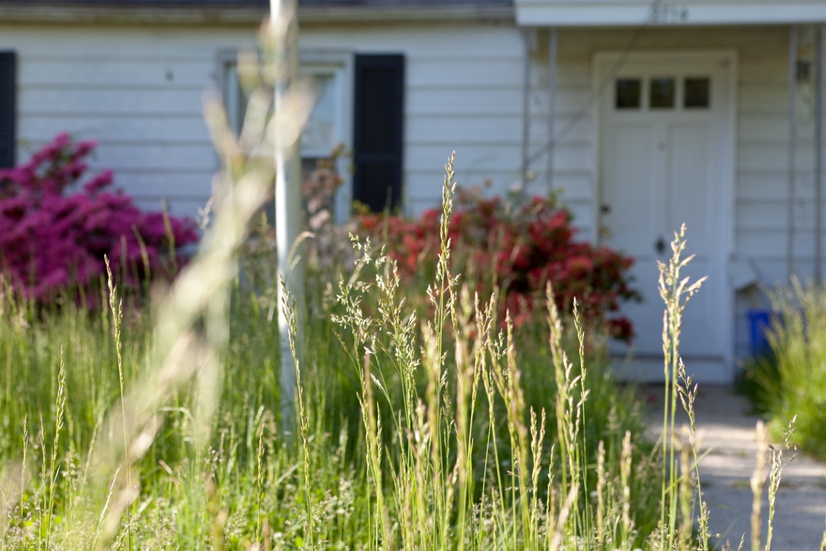 Overgrown grass with home in background