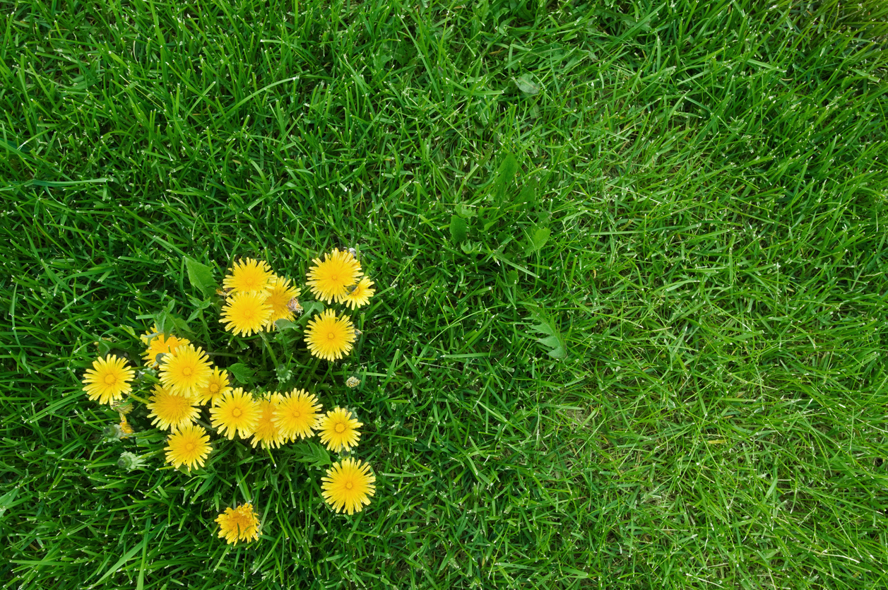 lawn weeds dandelion in green grass