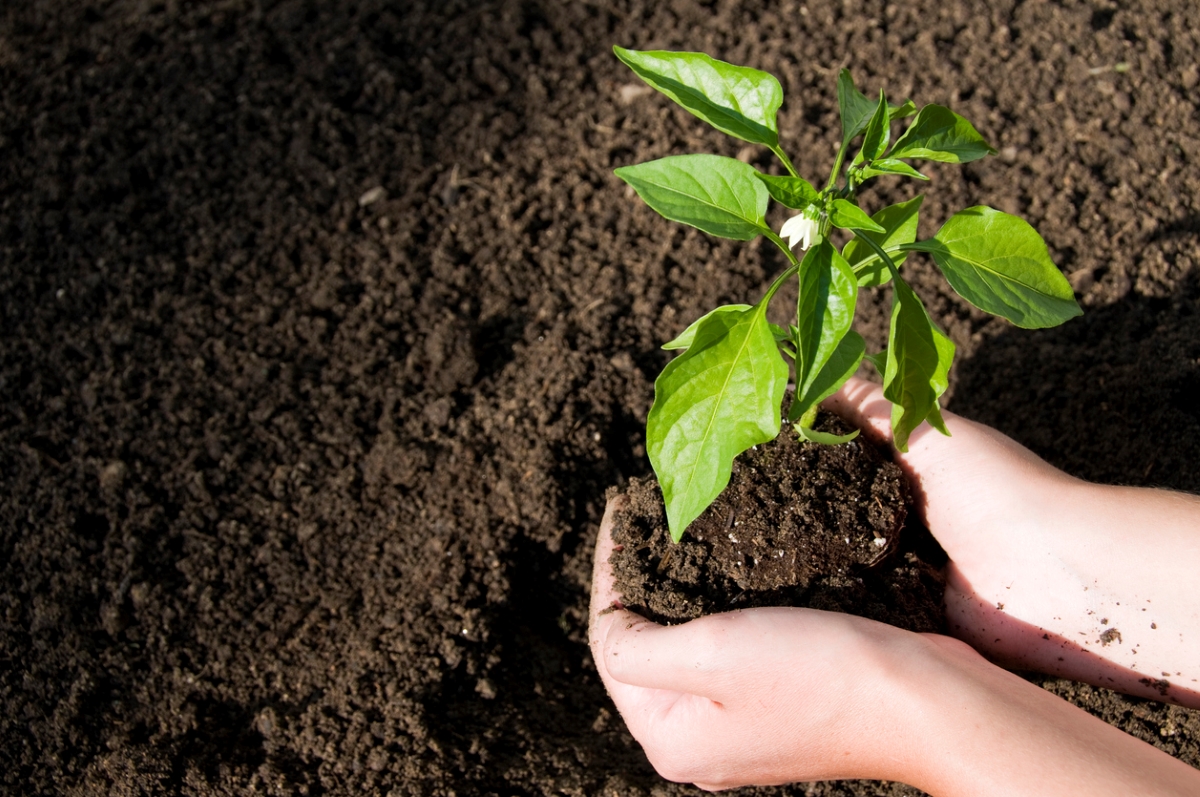 how to grow jalapenos - hands holding young jalapeno plant ready to plant