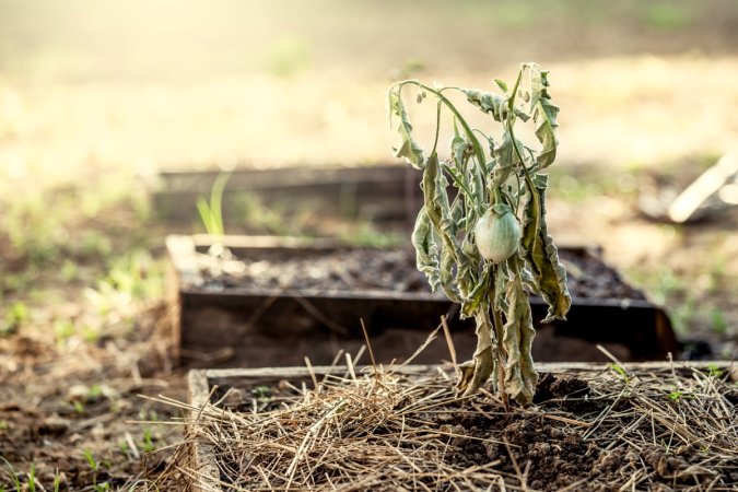 gardening mistakes that are killing your plants - wilted plant in empty raised garden bed