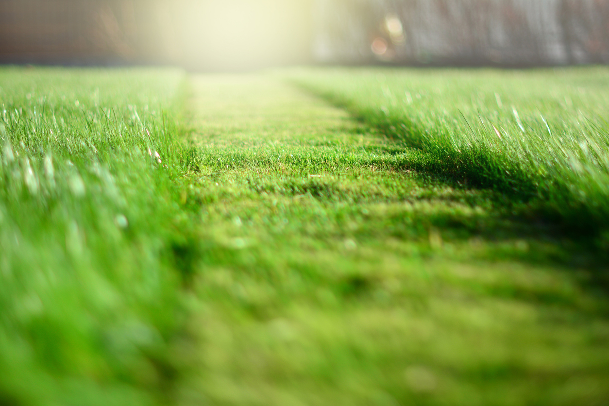 best time of day to mow lawn close up green grass mowed patch hot sun