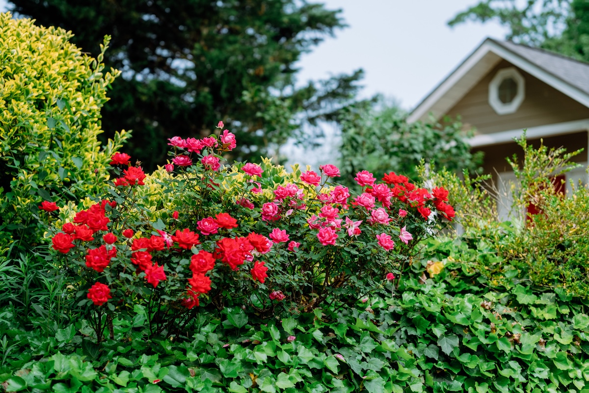 Knock Out Roses (Rosa ‘Radrazz’) planted in front of a tan bungalow.