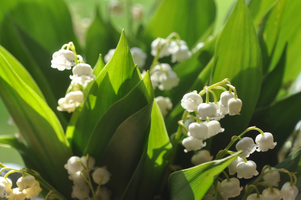 White Lily of the Valley (Convallaria majalis) blooms on a sunny day.