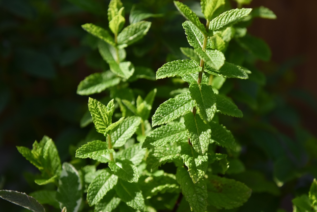 Green Mint (Mentha spp.) leaves on single plant.