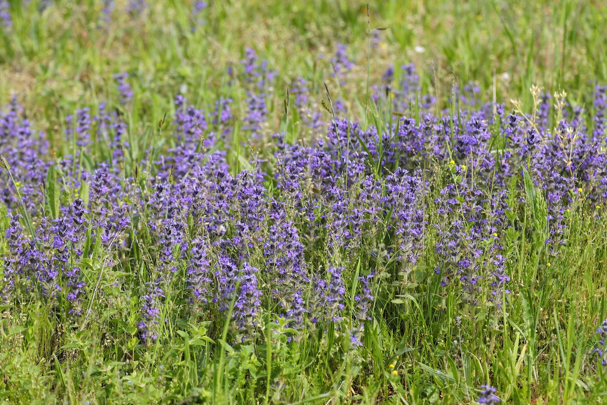 A grove of purple Meadow Sage (Salvia nemorosa) growing tall.