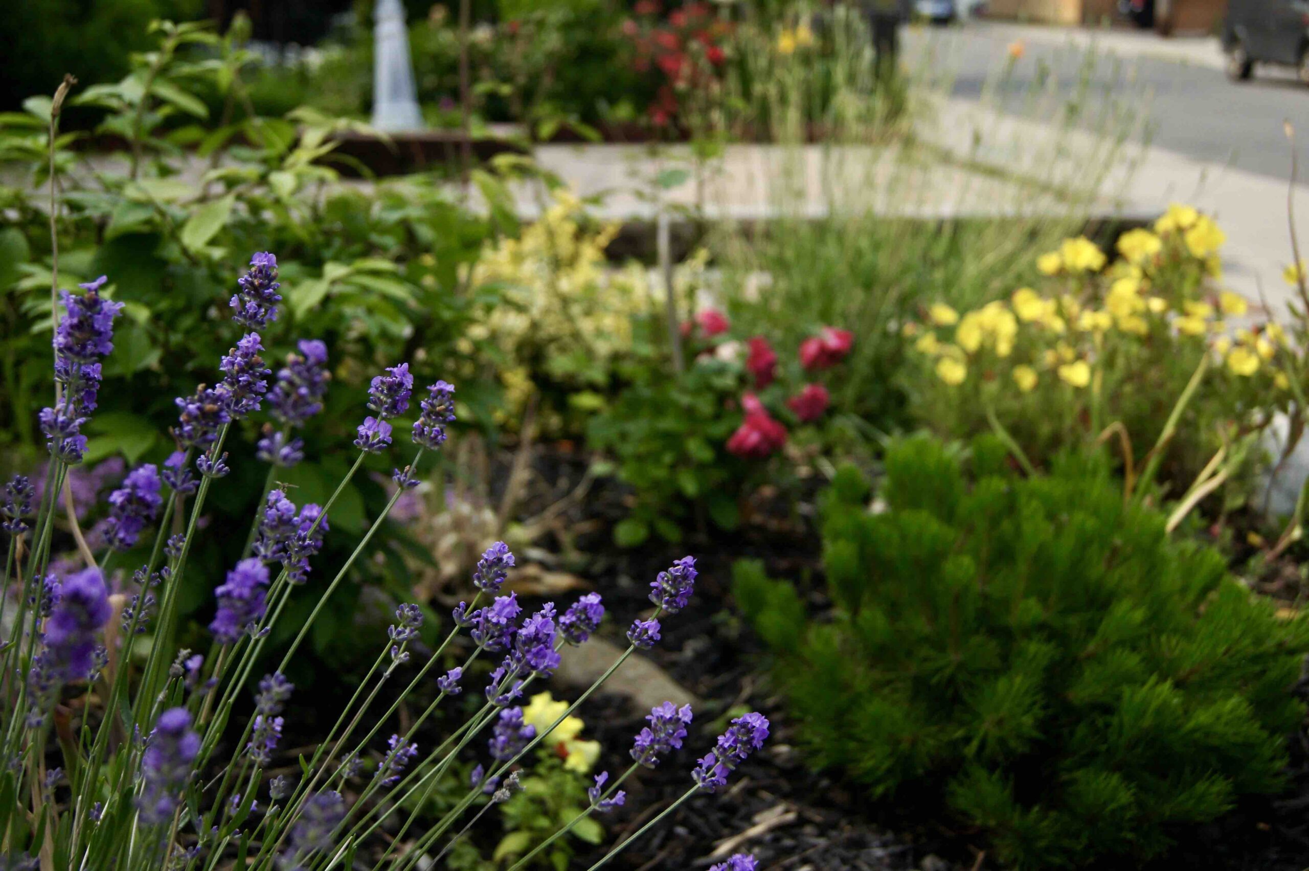 Close up of primroses and lavender