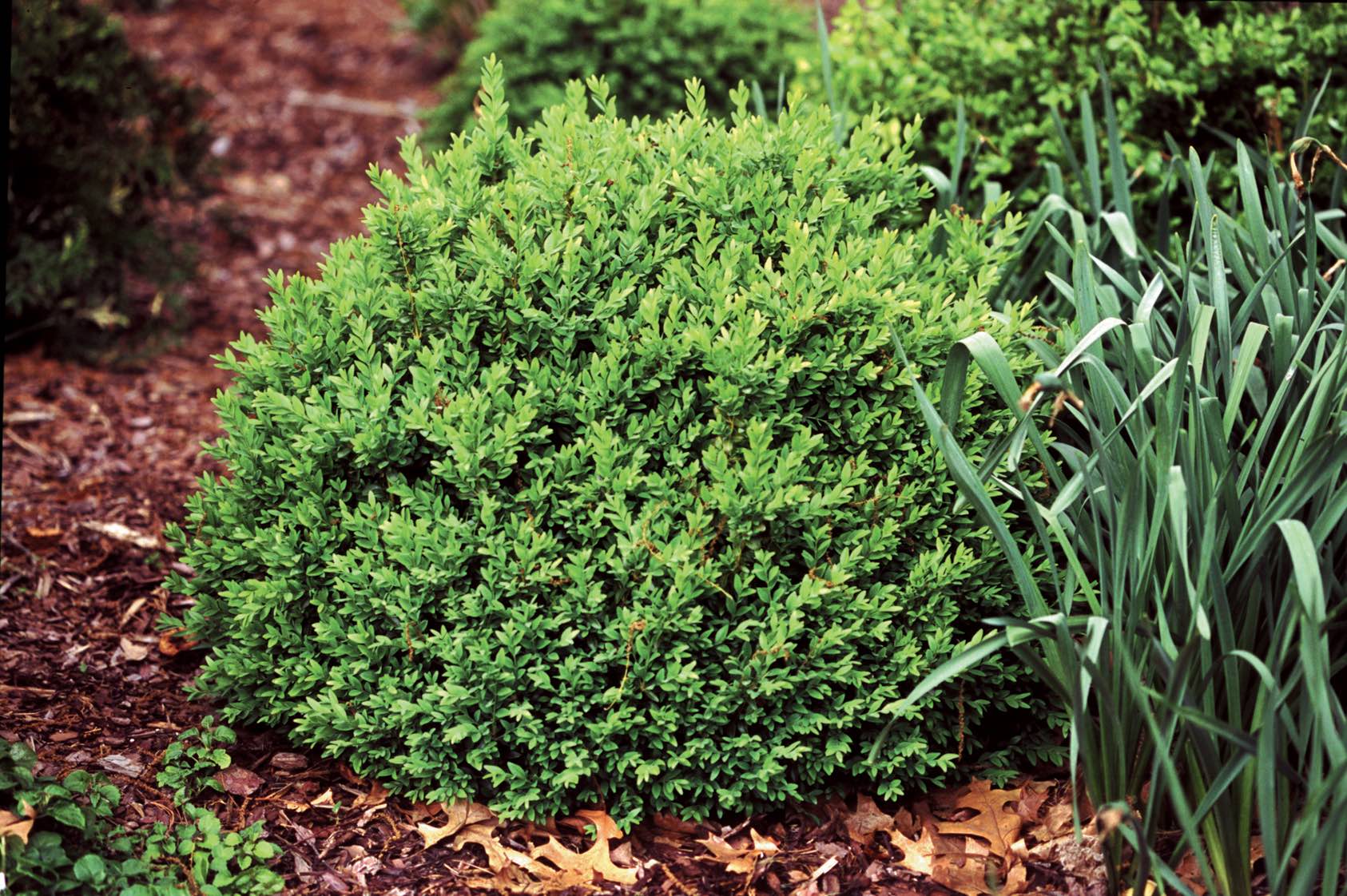 Buxus sempervirens ‘North Star’