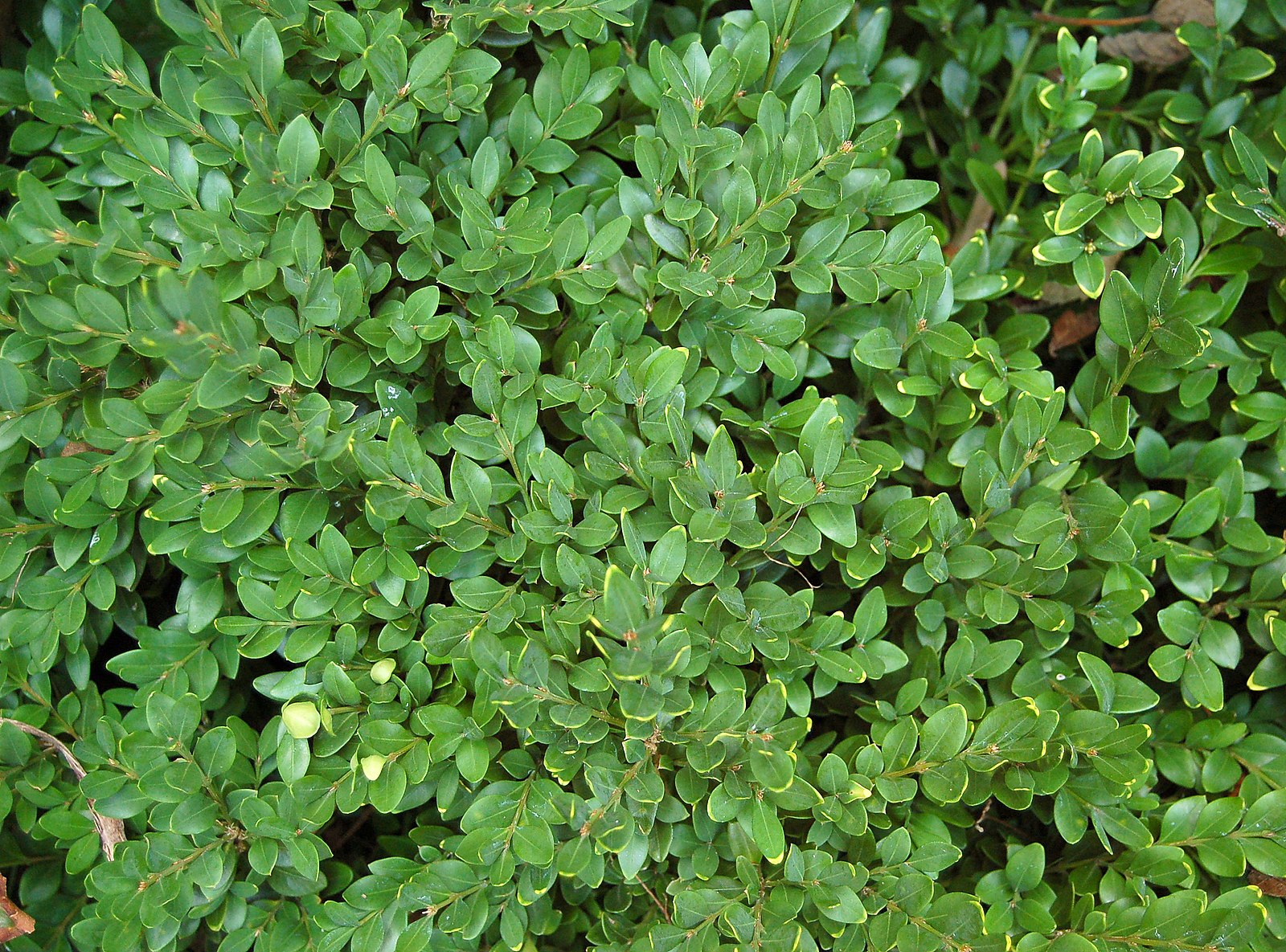 Buxus x ‘Green Velvet’