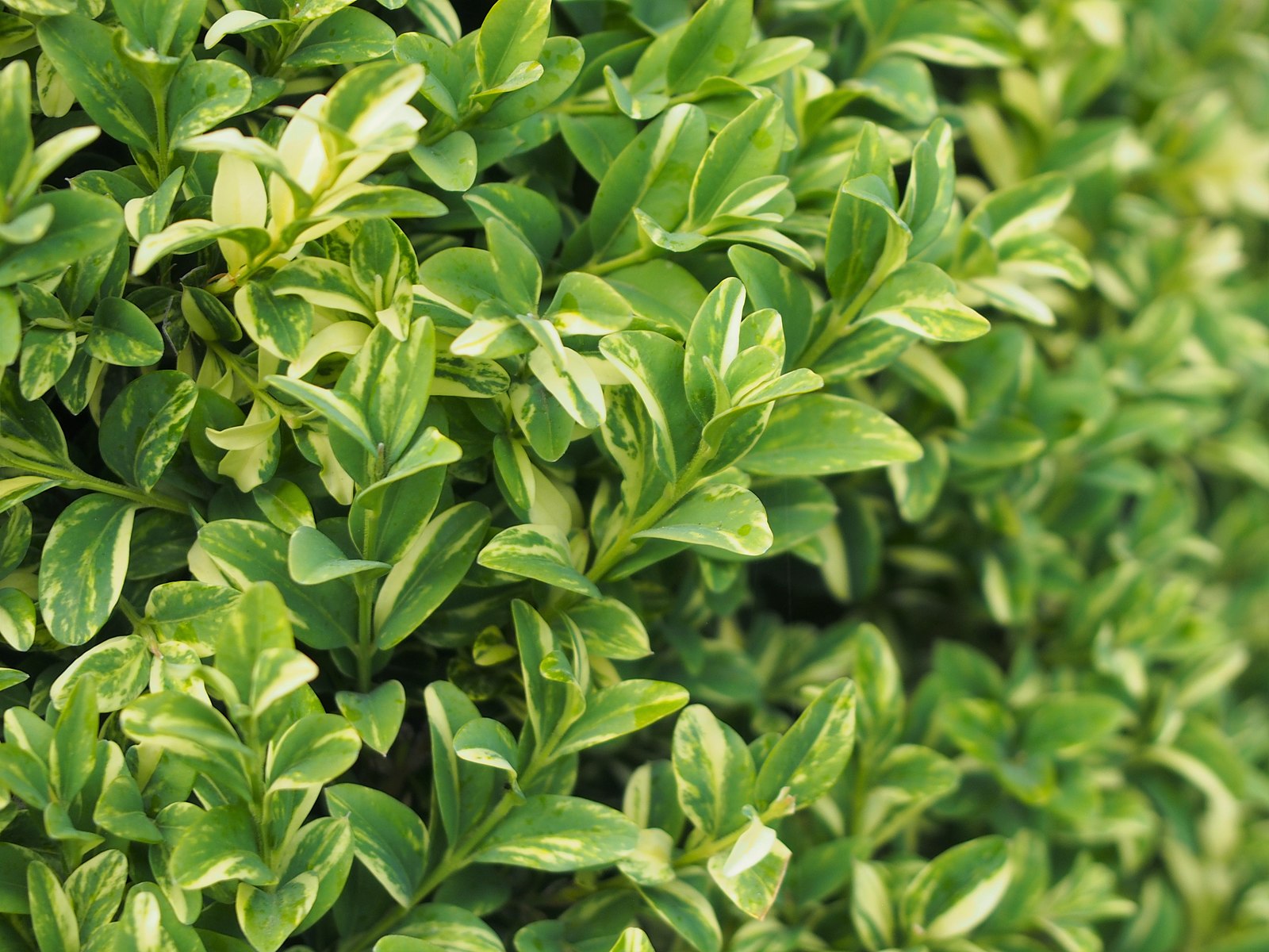 Buxus sempervirens ‘Variegata’