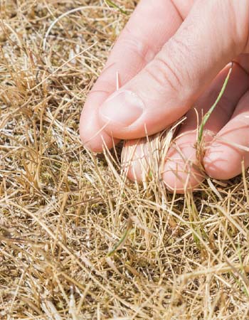 Drought-Stressed Lawn