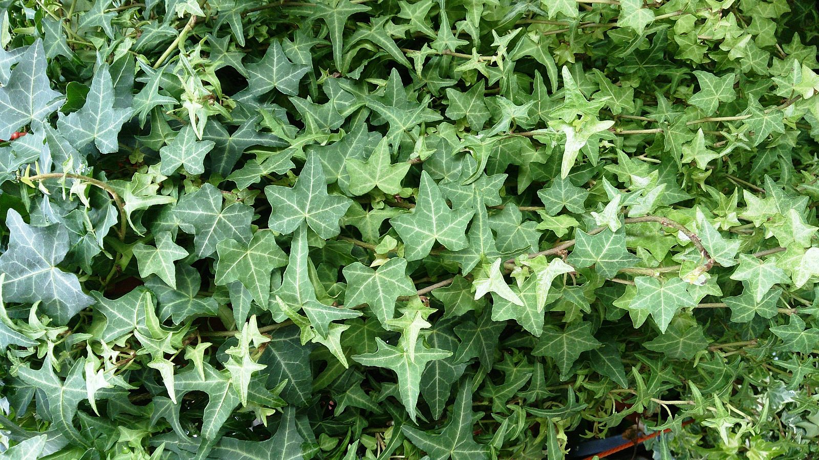 English Ivy (Hedera helix)