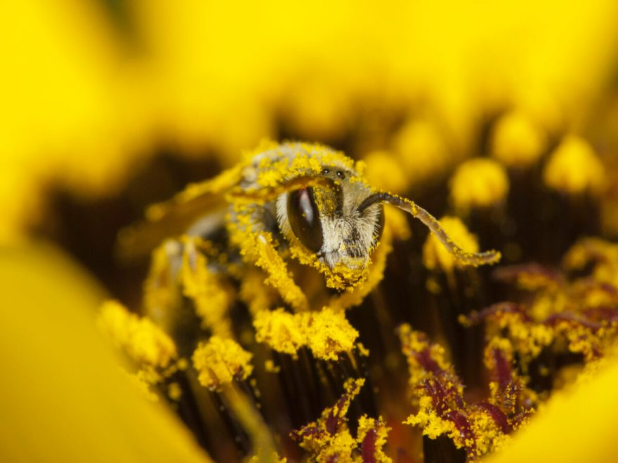 Why Are Bees Important? What All Homeowners Need to Know - Bob Vila