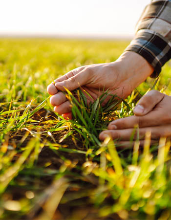 Lawn Care Calendar