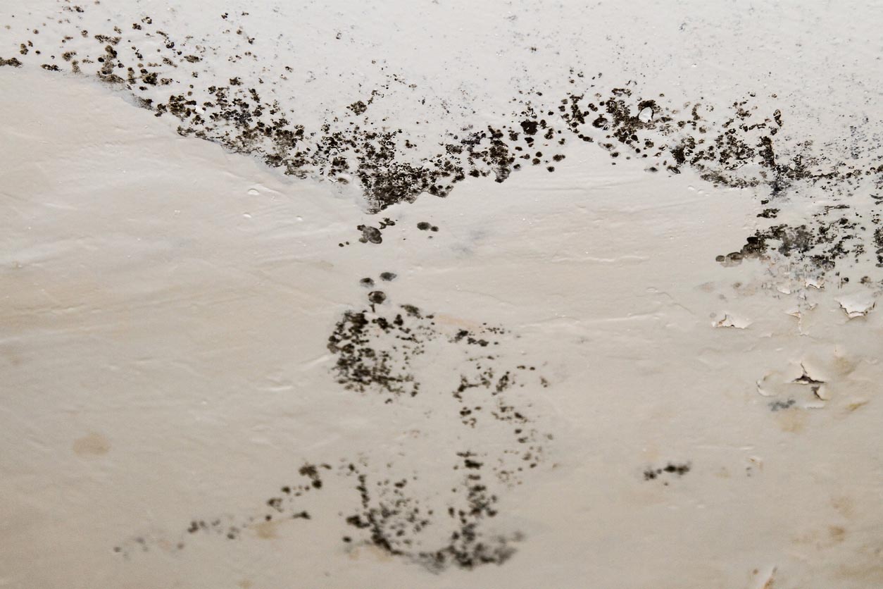 A close up of mold on the ceiling.