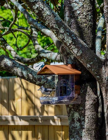 A bird perched on the Wasserstein bird feeder camera case that's mounted to a tree