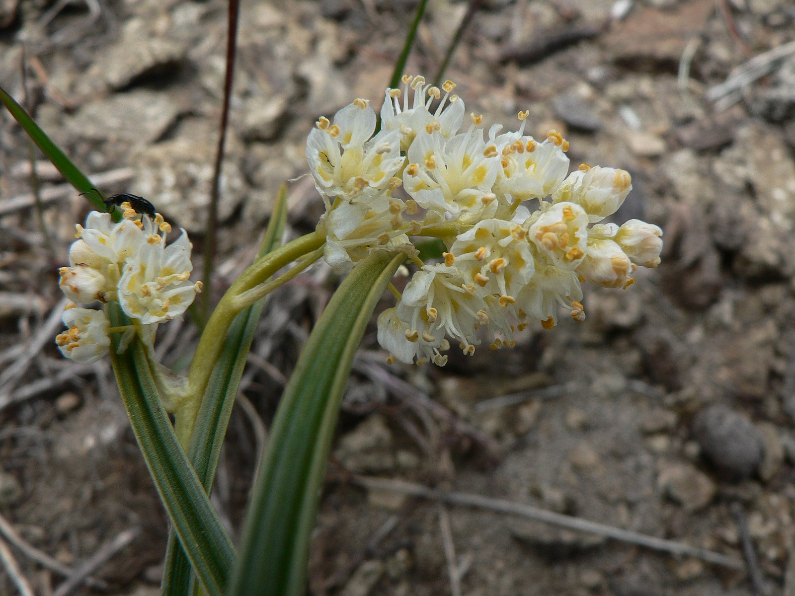 Death Camas (Zigadenus venenosus)