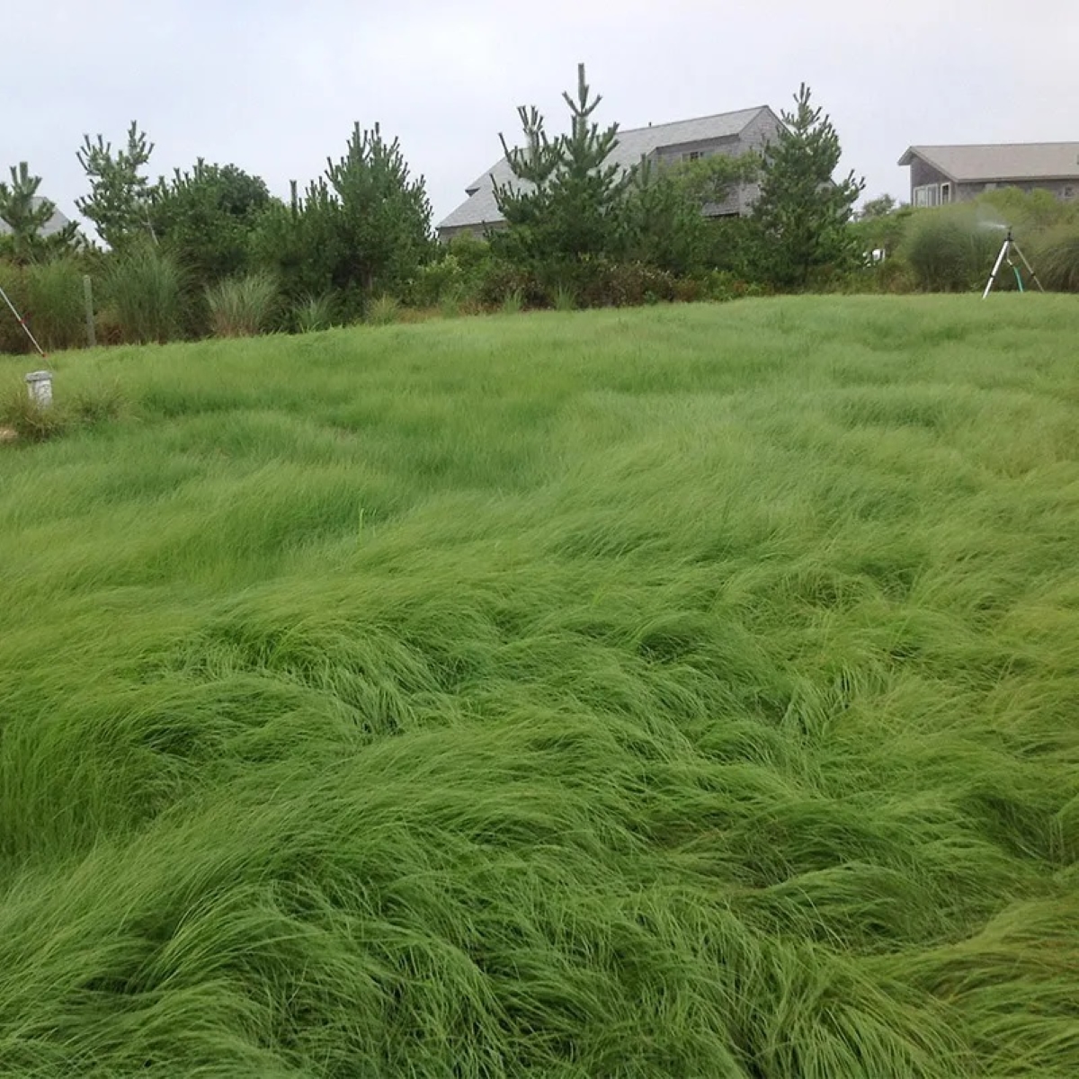 Native turf grass lawn