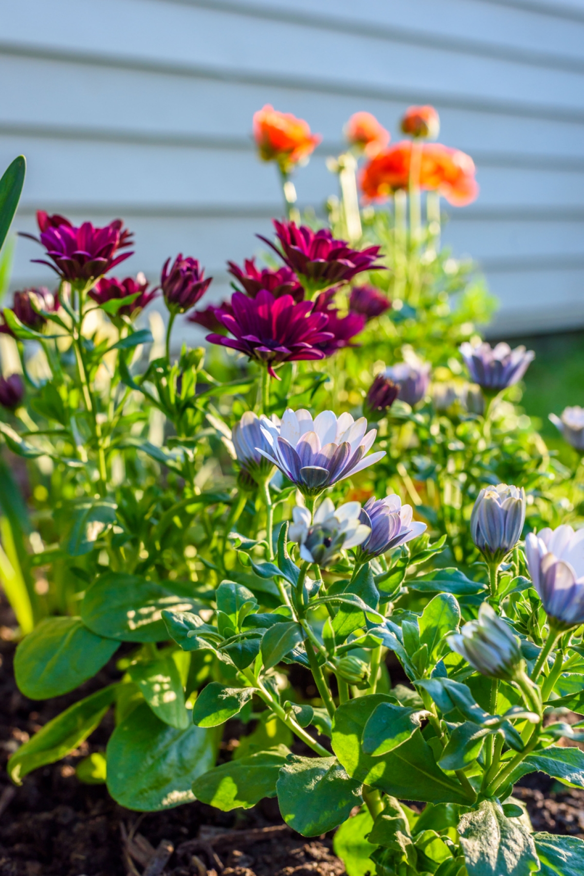 flowers in garden