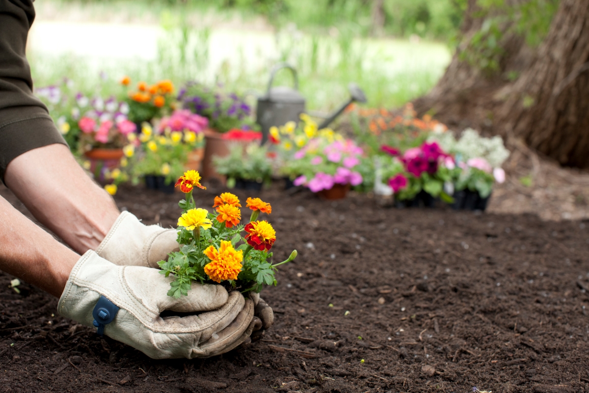 Gardner planting marigolds