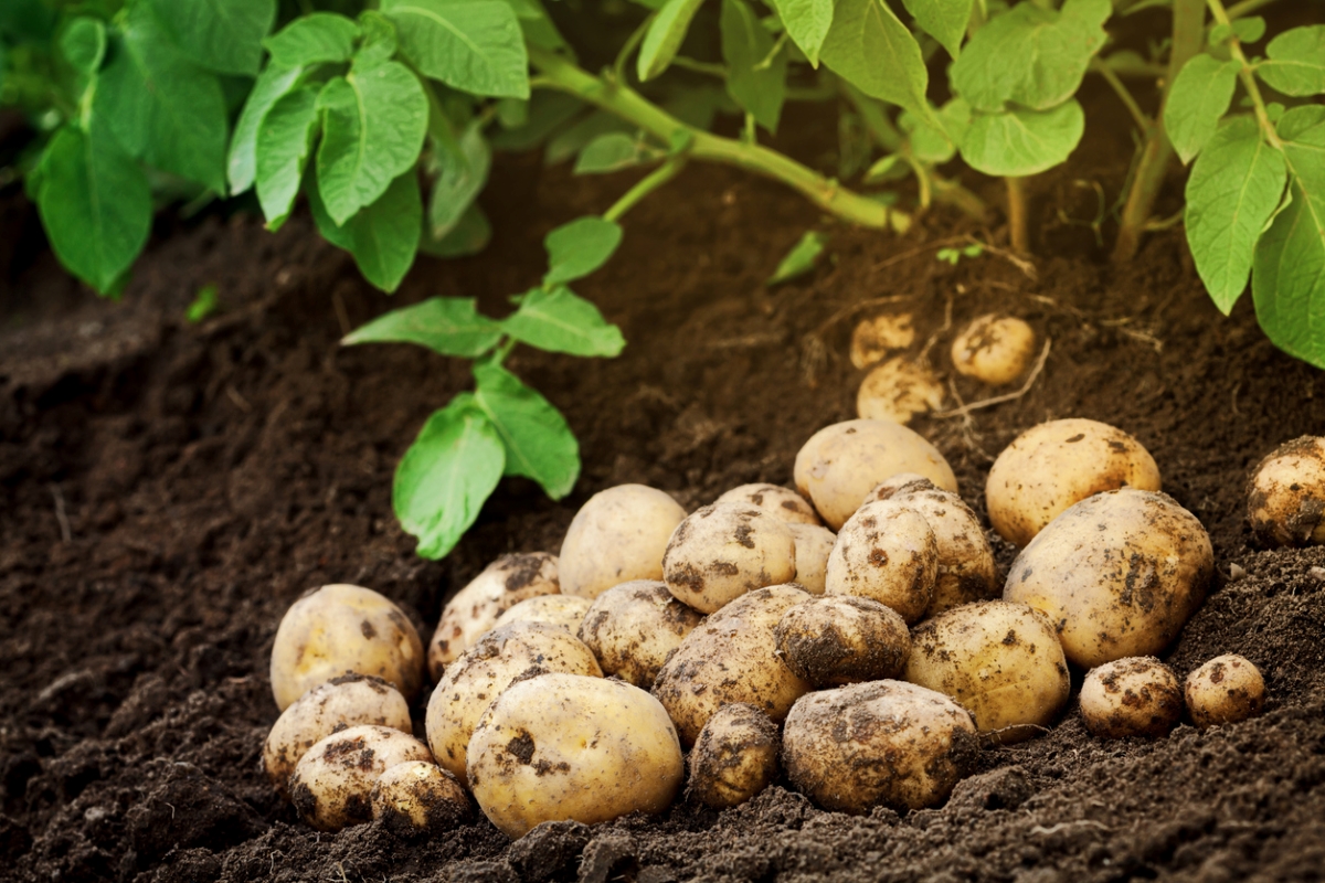 Harvested potatoes in garden