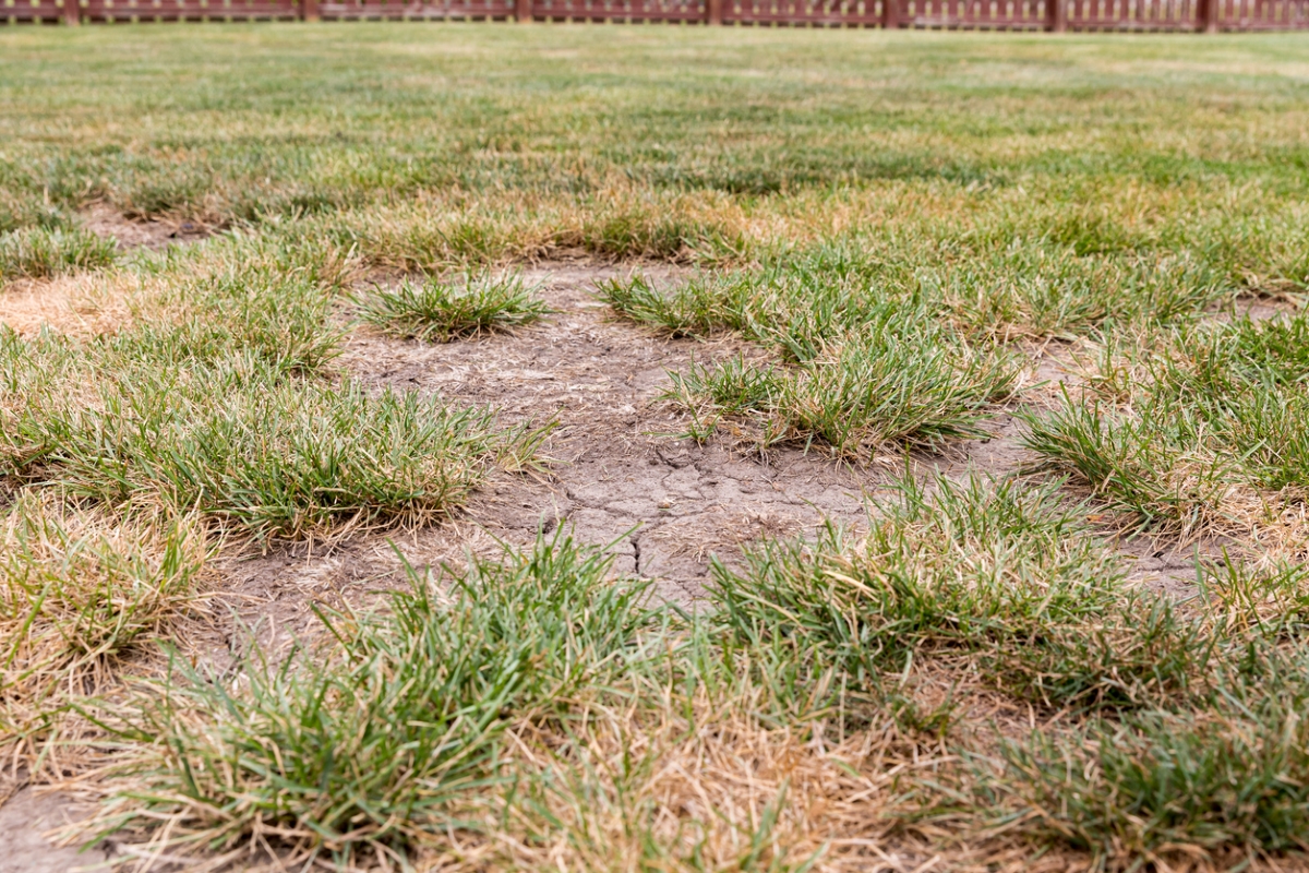 Bare areas in lawn