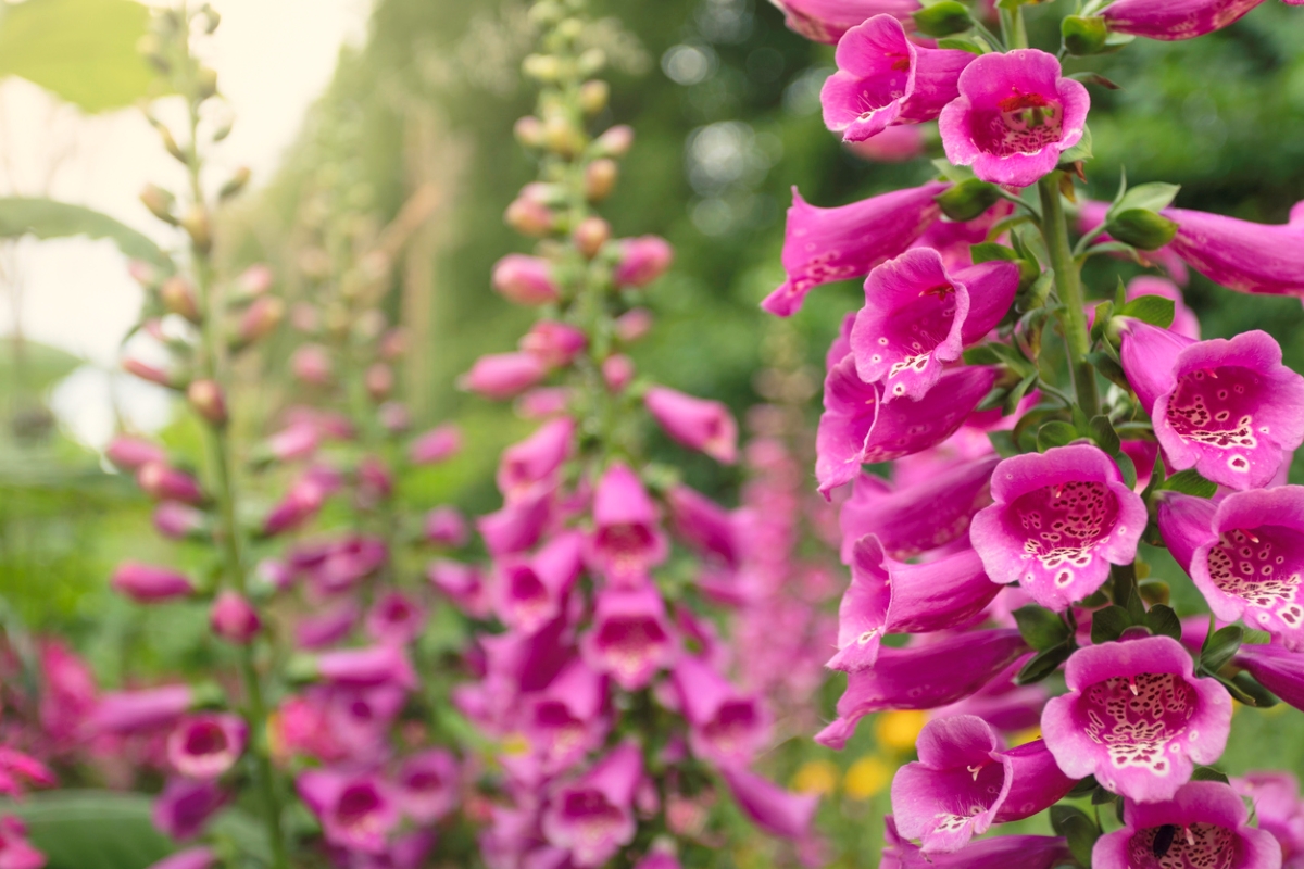 Foxglove pink flowers