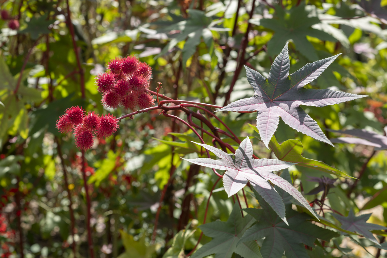 Castor Bean Plant (Ricinus communis)