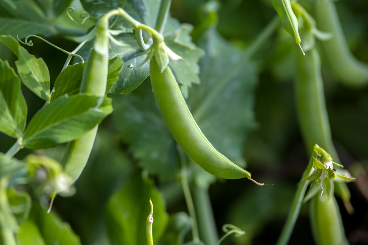 Peas growing on vines