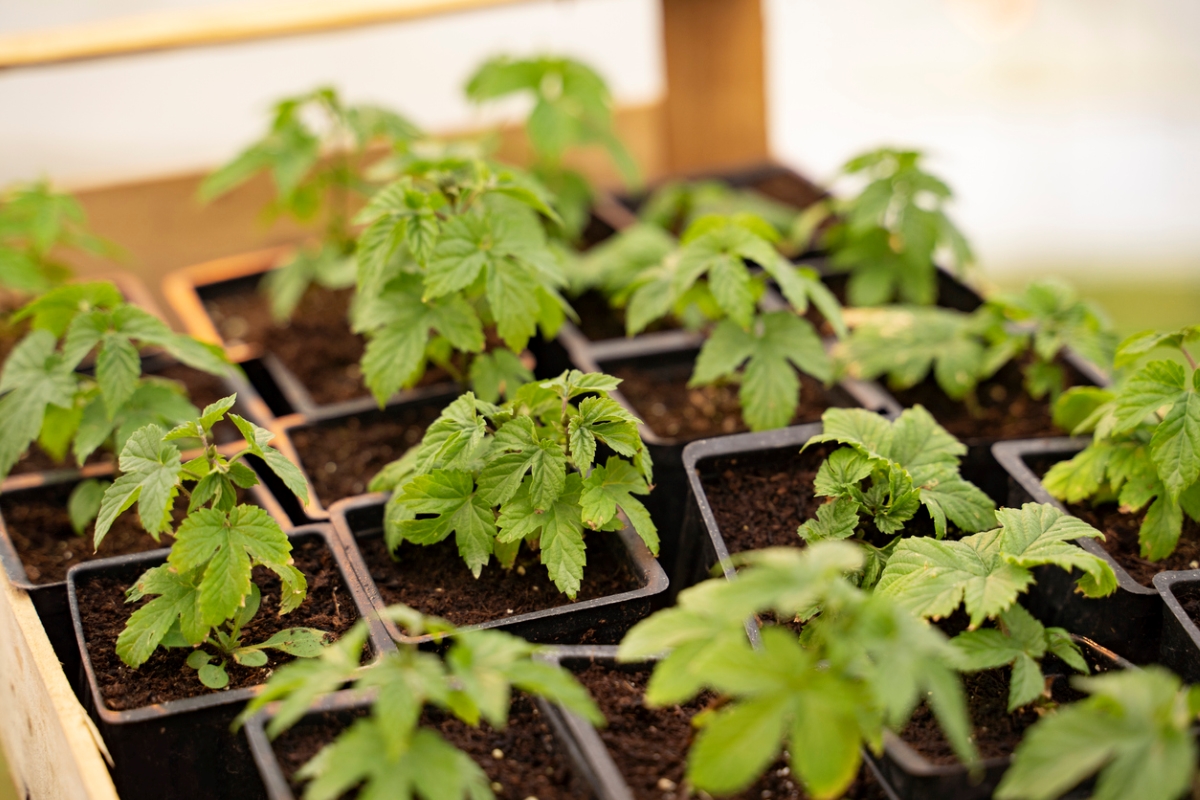 Hops seedlings