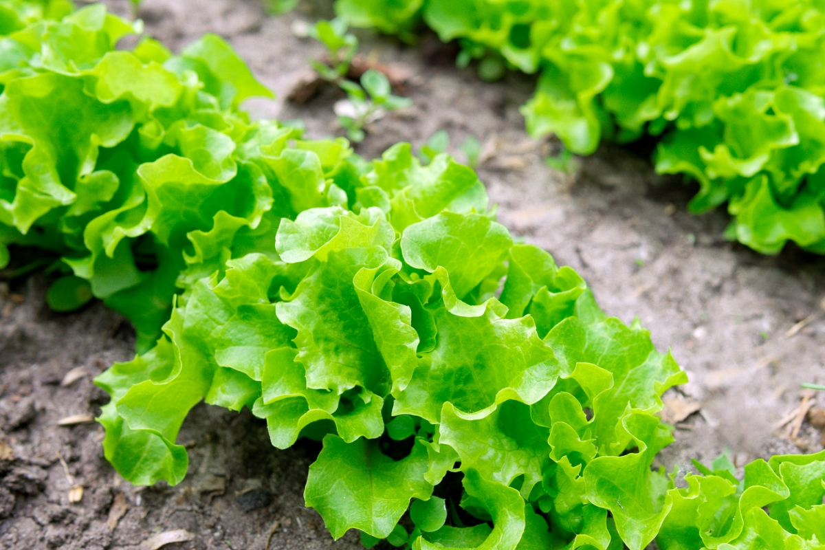 Loose leaf lettuce in garden