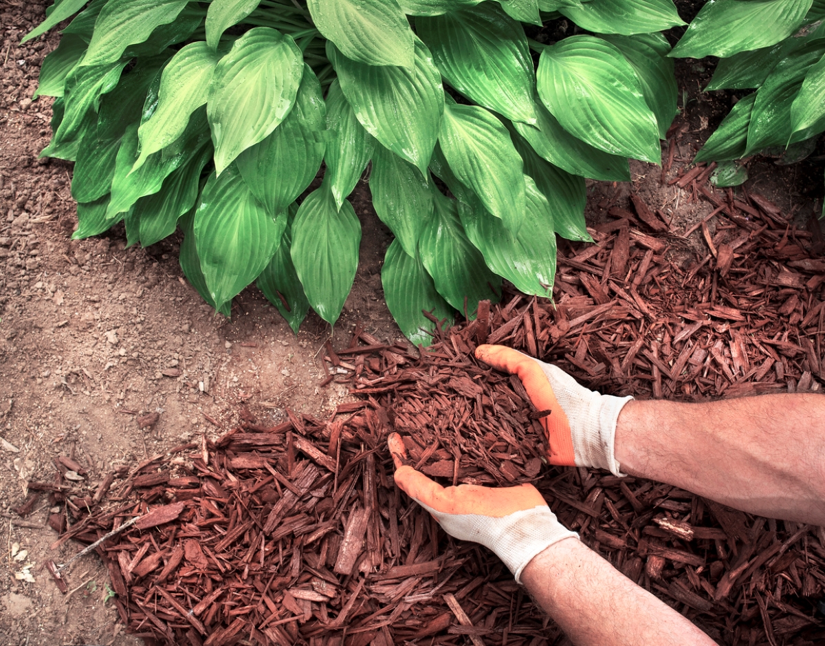 Person spreading mulch