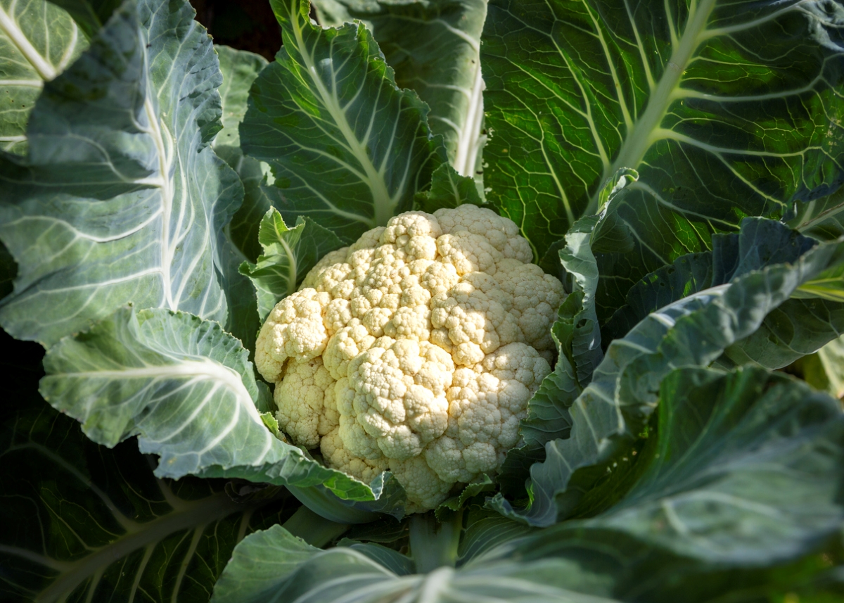 Cauliflower plant