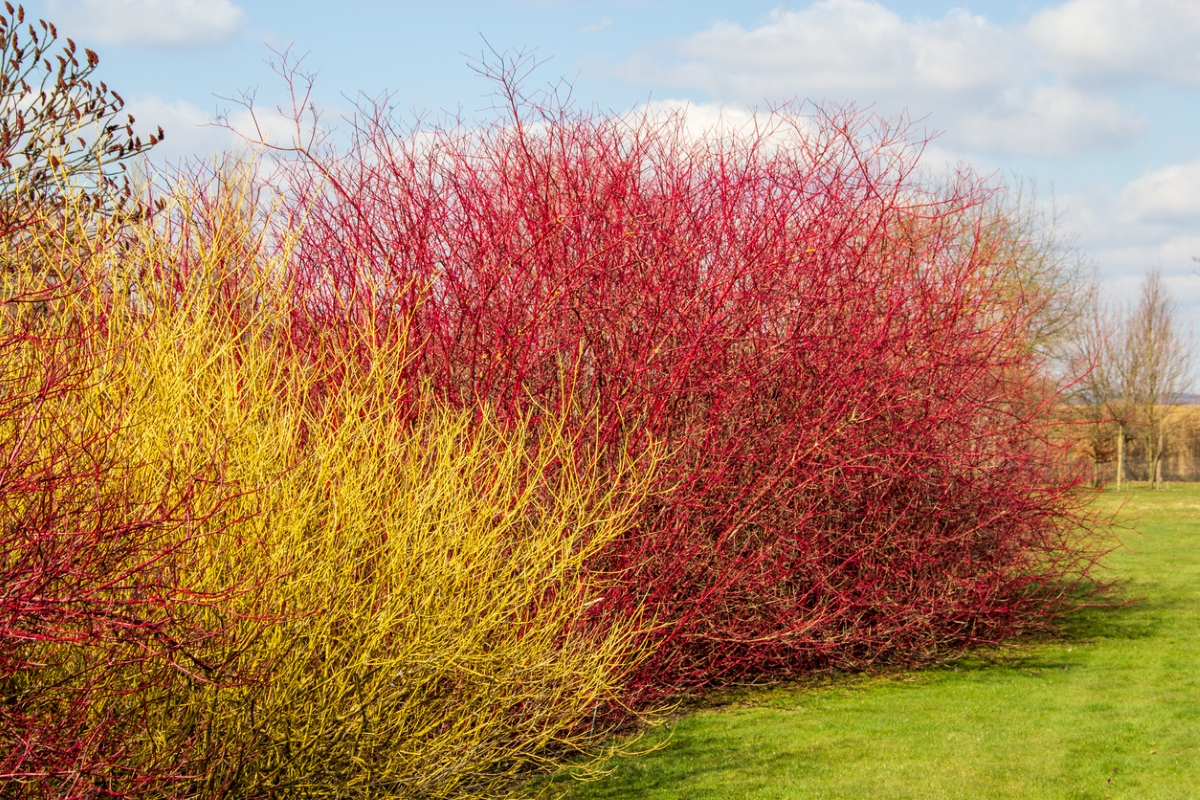 Red twig dogwood bushes