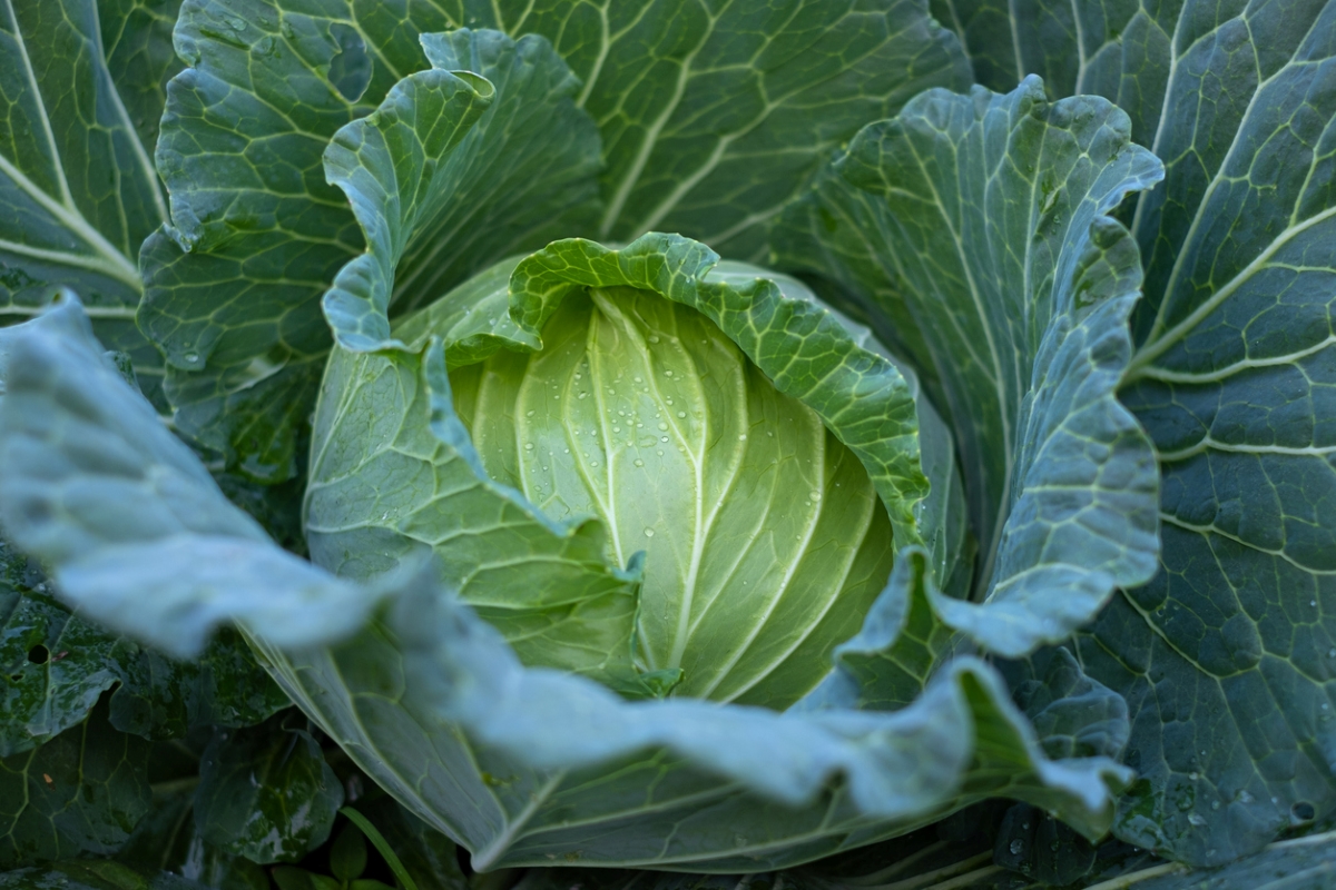 Cabbage plant