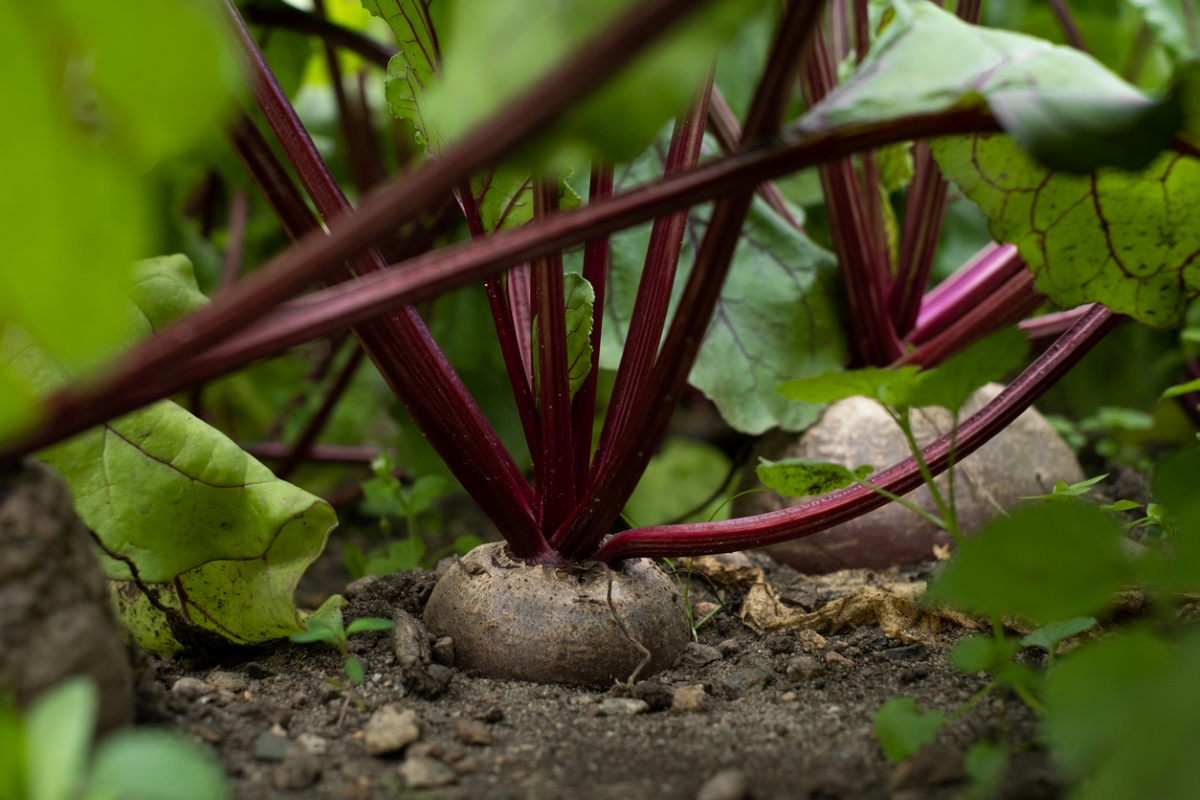 Beets in garden