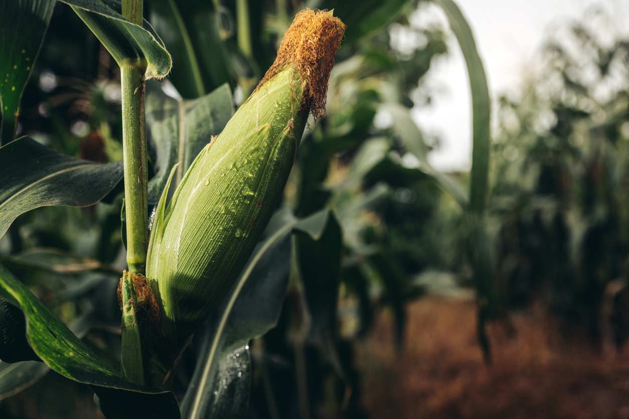 Fresh corn ready to crop in corn field at farm