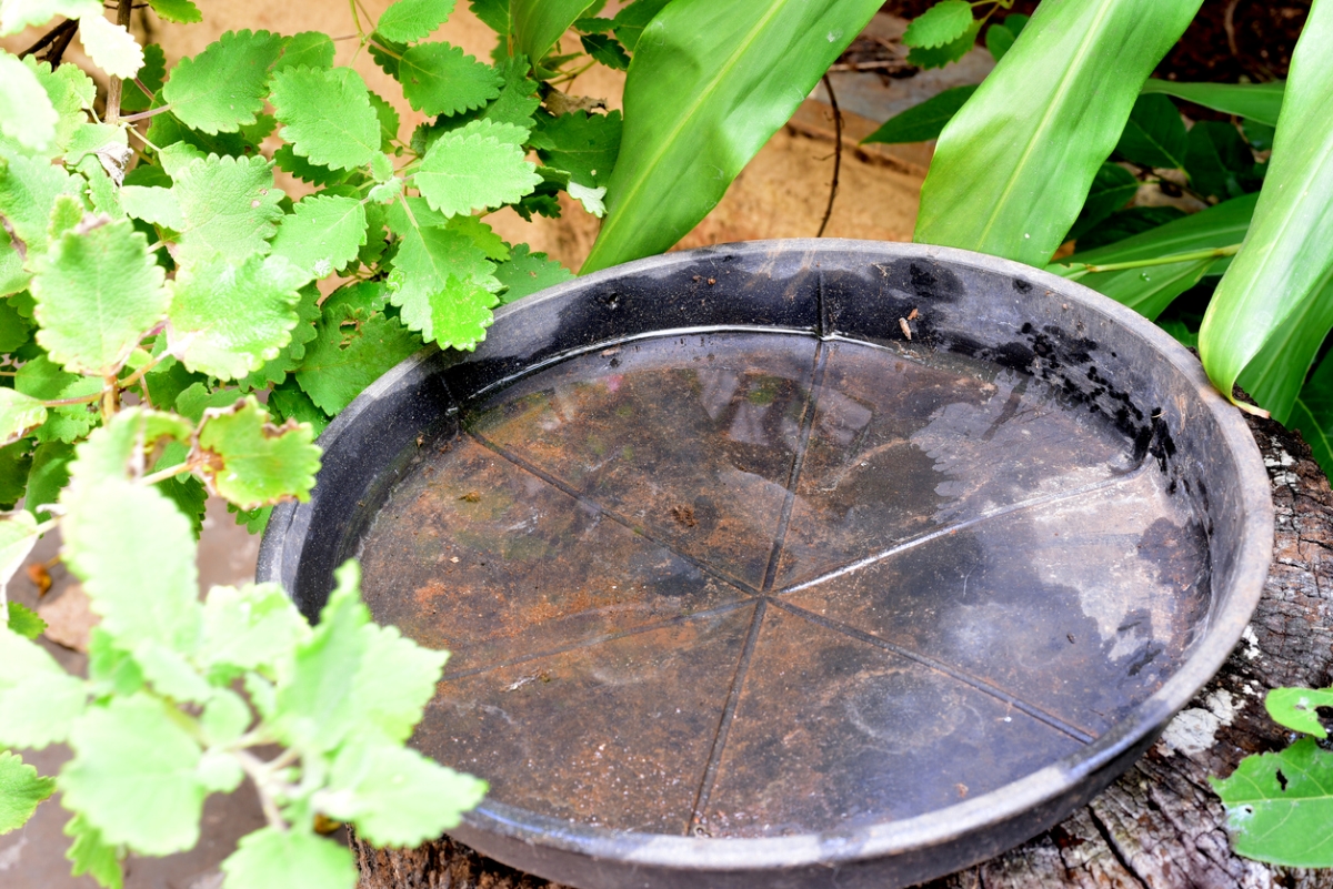 Standing water in plastic bowl