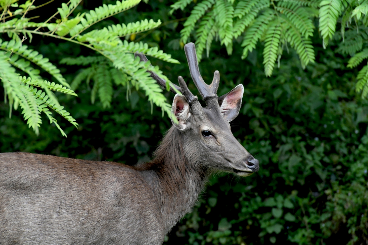 Deer around fern plants