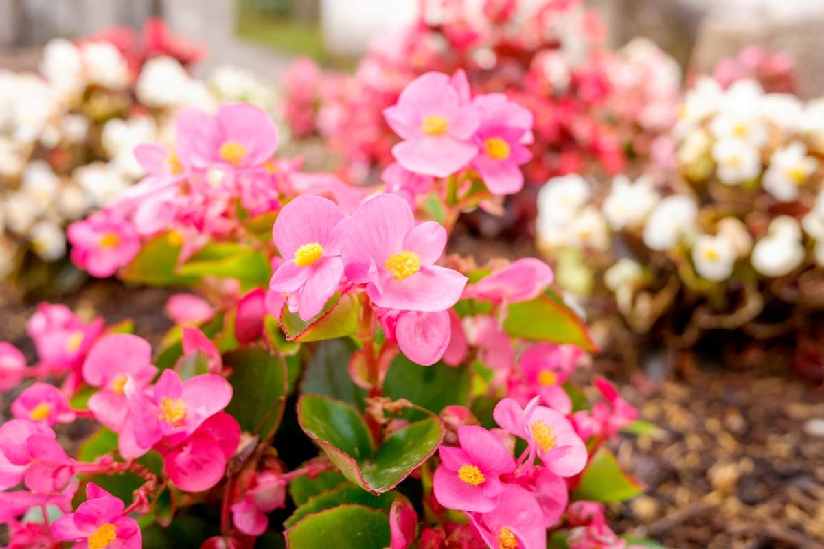 Pink begonia flowers